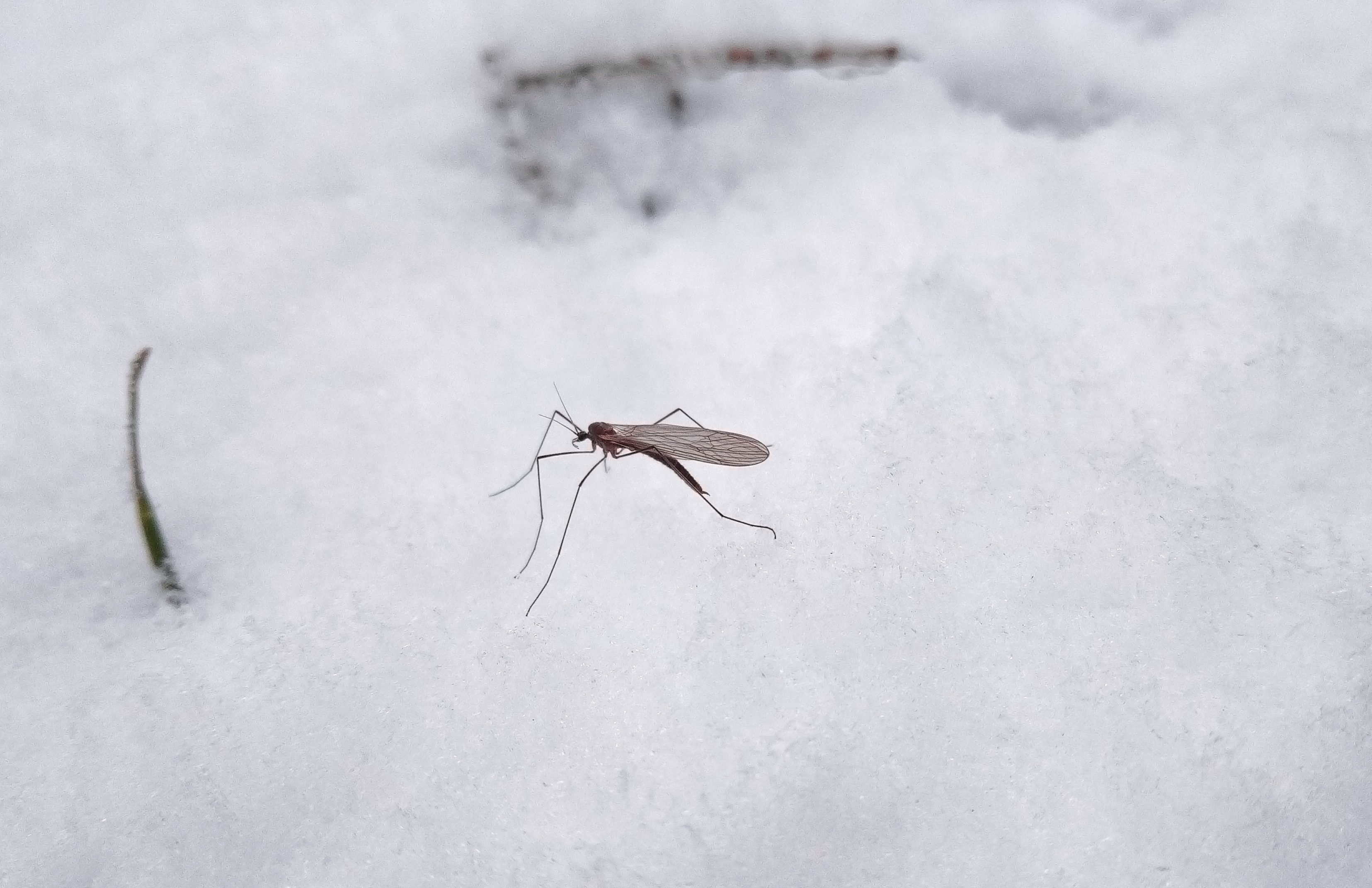 Where Do Mosquitos Go in the Winter?